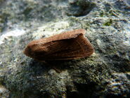 Common Quaker - http://www.flickr.com/photos/qwertyqwertyqwerty/