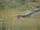 Otter2.jpg