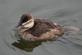 Specieswatch: 10 to 15 ruddy ducks left in UK after Europe-wide