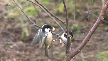 Coal Tit