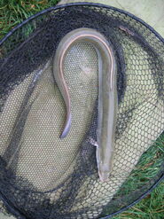 Adult eel caught from freshwater