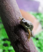 Young Frog
