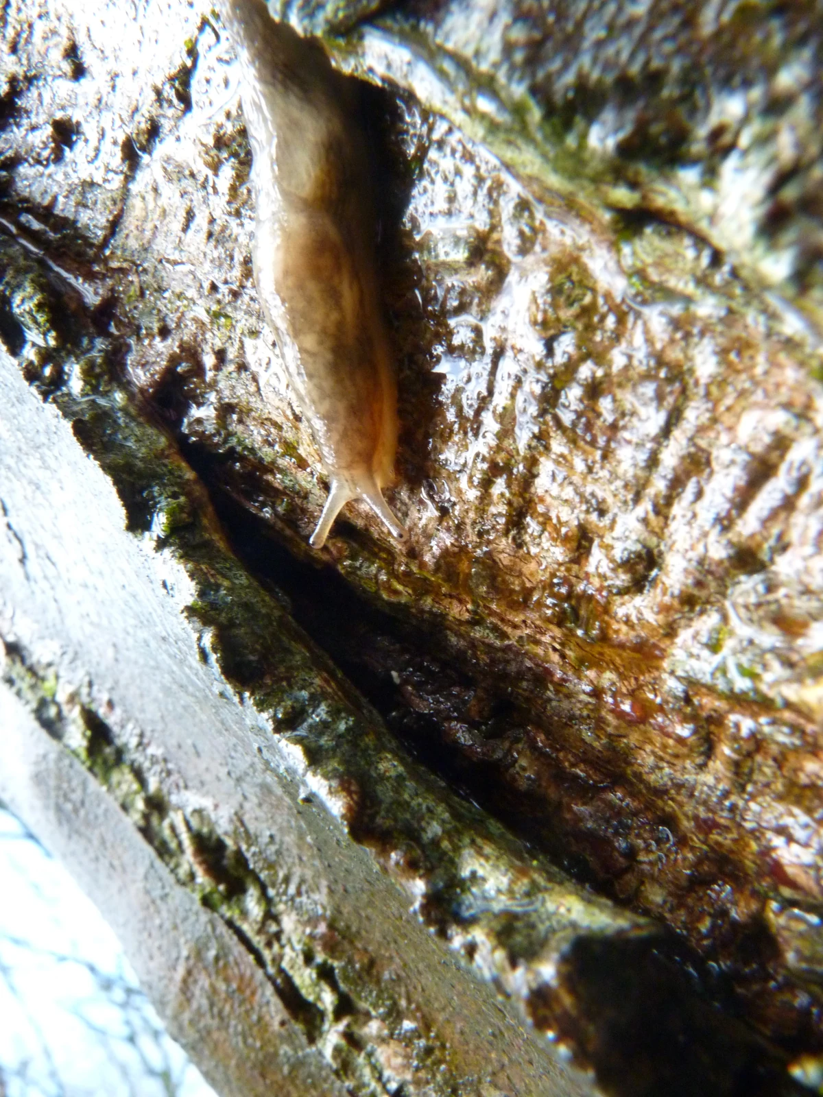 Tree Slug British Wildlife Wiki Fandom