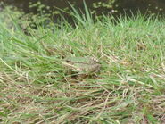 Marsh Frog - Tel