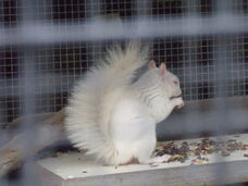 Male Albino Grey Squirrel Eating - Tel