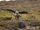 Artic Skua 2 (S.Allen).jpg