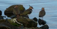 Lapwings.jpg (210 KB) Lapwings