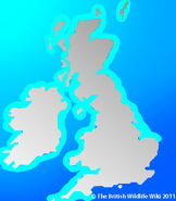 Distribution of Common Minke Whales along British Coasts