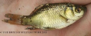 Baby Roach.jpg (23 KB) Baby Roach - WWC Archives