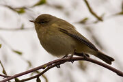 Chiff Chaff