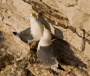 Kittiwakes