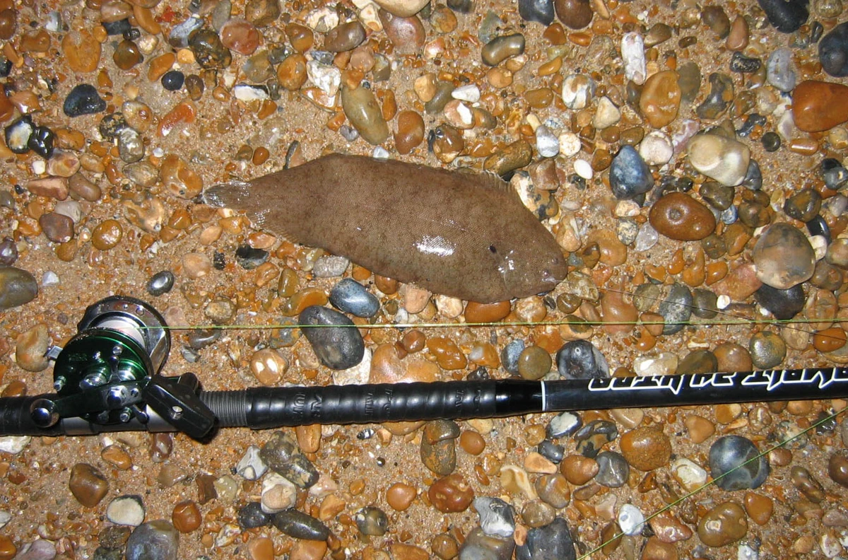 Sole British Wildlife Wiki Fandom