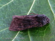 Deep-brown dart