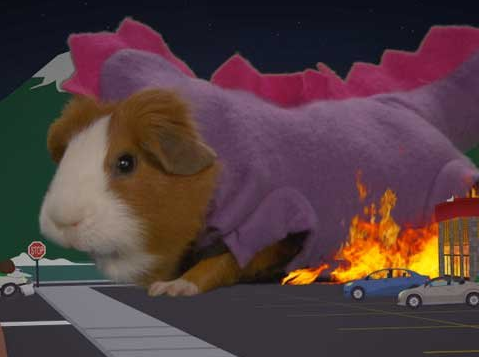 rex guinea pig