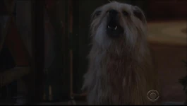 Bugatti barks.jpg (21 KB) Angry Bugatti.