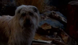 BugattiWood.jpg (72 KB)