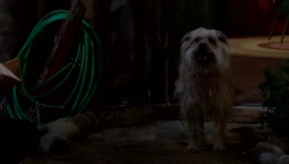 BugattiSmilesAtNick.jpg (67 KB)