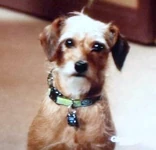 Dashy.jpg (69 KB) Dash (puppy).