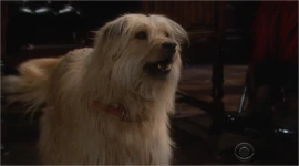 Bugatti barks at Adam.png (738 KB) Bugatti barks at Adam.