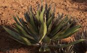 Agave