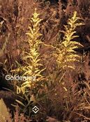 Goldenrod