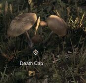 Death.Cap