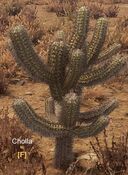 Cholla