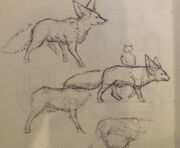 Fennec wolf sketches ipoke