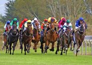 Thoroughbred Race (7)