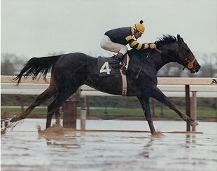 Seattle Slew.jpg