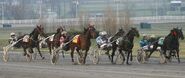 Harness race (3)