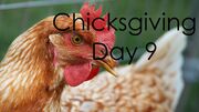 ChicksgivingDay9