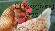 ChicksgivingDay1