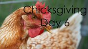 ChicksgivingDay6