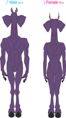 Allosoph Anatomy