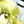 Th06icon.png