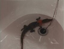 Alan's new pet