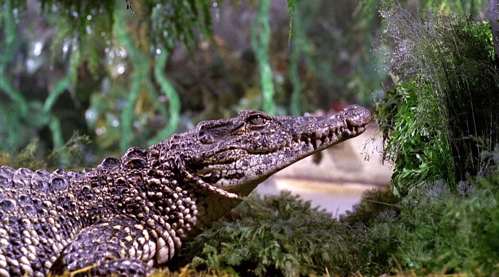 thunderbirds attack of the alligators