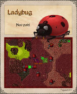 Ladybug