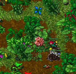 The Explorer Society Quest - Tibia Wiki