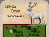 White Deer