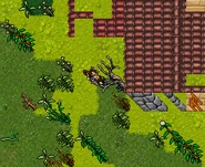 Use the Dead Tree to obtain the Key 5010.