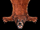 Brown Bear Fur