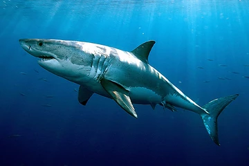 gran tiburón blanco desde arriba