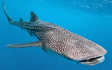 tiburon ballena vs gran blanco
