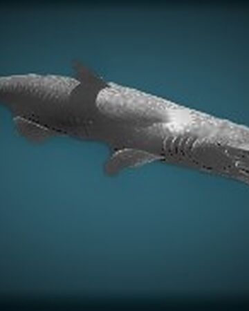 Tiburon Duende Tiburones Wiki Fandom