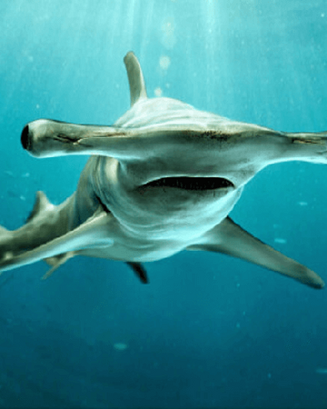 Tiburon Martillo Tiburones Wiki Fandom