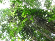 mucha vida vegetal en el mismo árbol