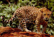 Standing jaguar