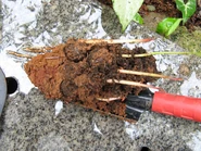 germinación muy fuerte